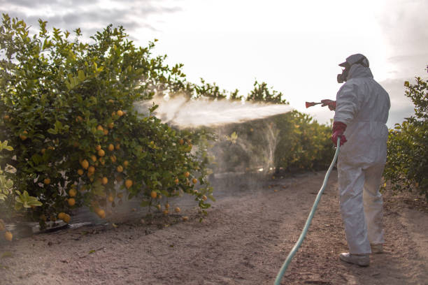 Best Local Pest Control Services  in Willow Park, TX