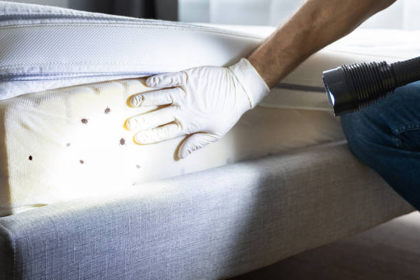 Trusted Willow Park, TX Pest Control Experts