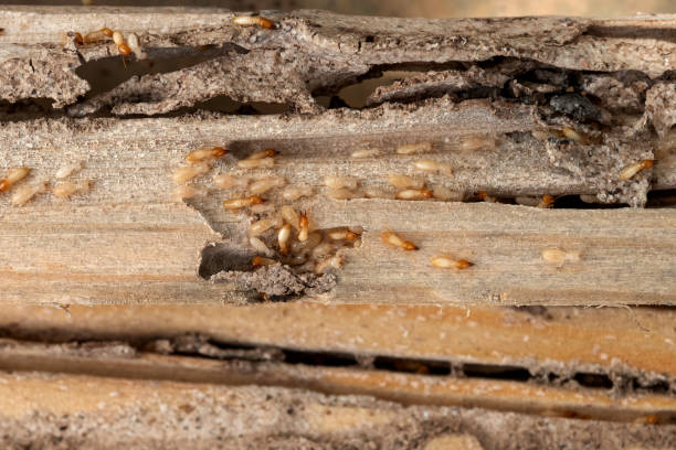 Pest Prevention Services in Willow Park, TX